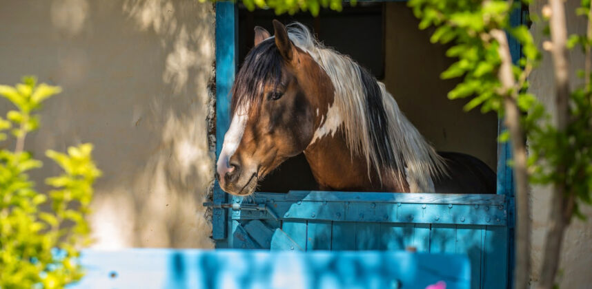 Day Tour <span>€80<span>/per adult</span></span>