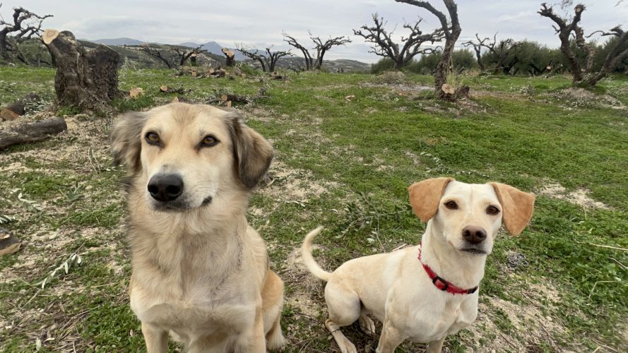 13007abb-a9bc-4bd0-bd98-c6c33978972d