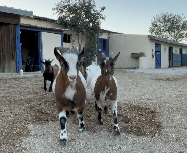 a89a0e3e-a1c1-437c-8a31-b9d74ea682da